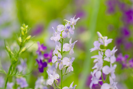 Beautiful spring flowers in the garden