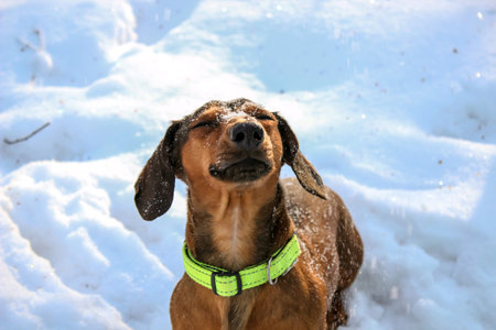Dog Dachshund in the snowの写真素材
