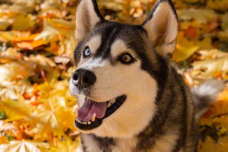 Close-up portrait of a head of a dog breed husky on a background of autumn yellow leaves.の写真素材