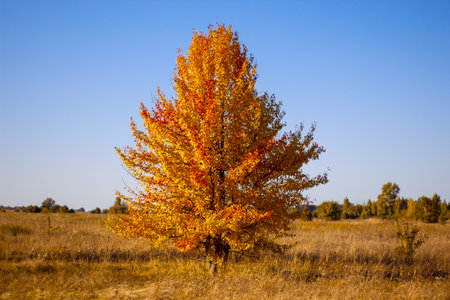 Lonely beautiful autumn tree. Autumn landscape.の写真素材