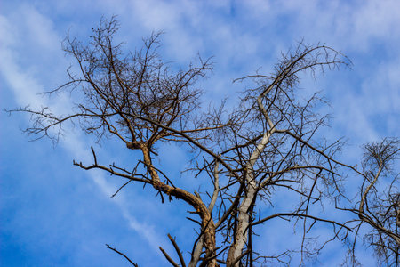 Treetops under a cloudy blue sky. sunny dayの写真素材