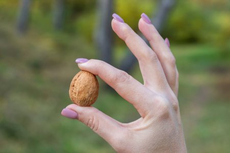 Woman holding whole walnut in her fingers.の写真素材