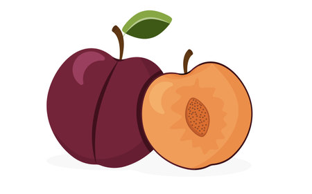 Plums on a white background. Juicy purple plum fruits. Whole and half fruitのイラスト素材