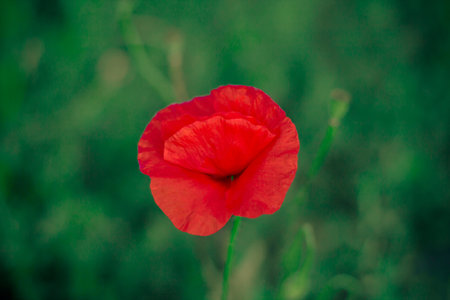 Wild poppy flower. One flowerの写真素材