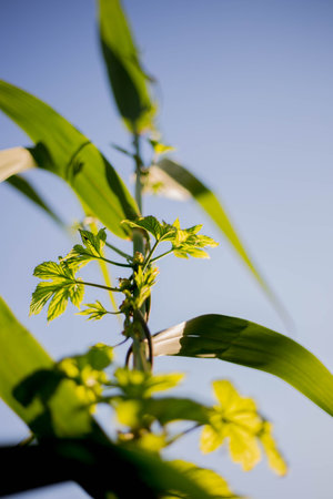 The trunk of reeds entwined with curly hops in the sunの写真素材