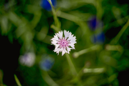 Close - up of white flower cornflower. The background is blurred