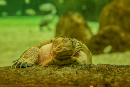 Turtle with closed eyes holding the stone. Visible head and front paw