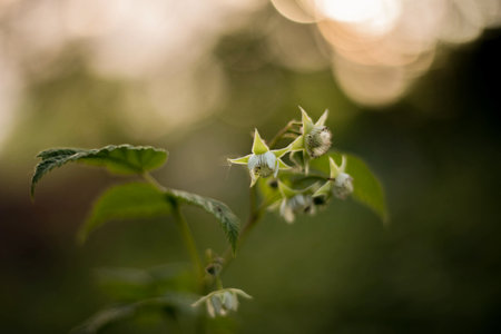 In the foreground, a raspberry branch with a faded flower and a nascent berry. The background is blurredの写真素材