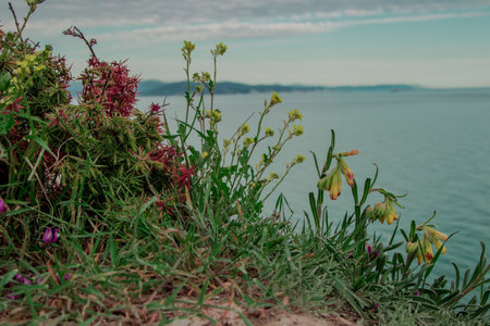 Wild flowers on the coast of Lake Garda in Northern Italy.の写真素材