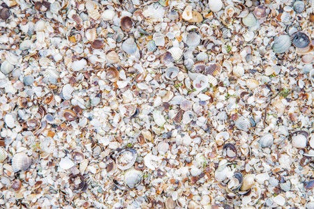 Background, a song consisting of small and large shells under the suns rays.