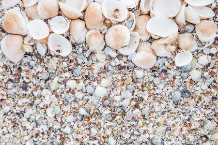 Background, large shells on the upper half of the photoの写真素材