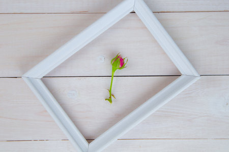 A white wooden frame lies diagonally on a white wooden background, inside it lies a bud of an unopened rose. High quality photoの写真素材