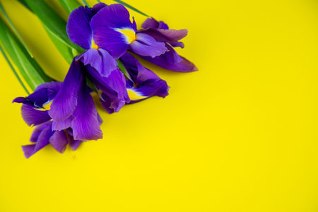 Purple irises lie in a bouquet on the side in the corner on a yellow background with a place for text. High quality photoの写真素材