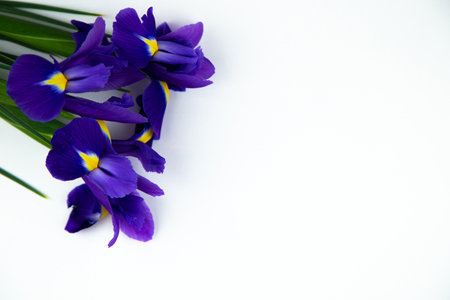 Purple irises lie bouquets in the corner on a white background with space for text. High quality photoの写真素材