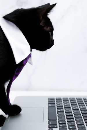 Domestic black cat in white collar with purple tie in check and sitting near open silver color laptop with black keyboard and looking intently at monitor, putting paw on touchpad on white background, vertical photo. Office concept, work, funny cats, business cats. High quality photoの写真素材