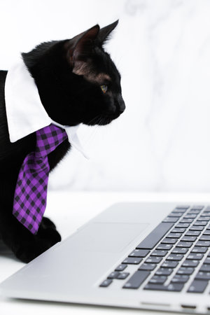 A black cat in a white collar and a purple checkered tie sits in front of an open laptop, a black keyboard is visible and looks intently against the white marble background. Concept of pets, office, business. High quality photoの写真素材