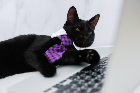 A black cat in a white collar and a purple checkered tie is lying in front of an open laptop, a black keyboard is visible, on which he has put his paws and carefully squinting against the background of white marble, a close-up view from behind the computer. Concept of pets, office, business. High quality photoの写真素材