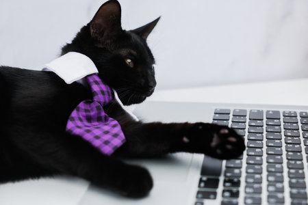 Side view of a black cat in a white collar and purple checkered tie lying in front of an open laptop, a black keyboard is visible, on which he has put his paws and carefully squinting at the white marble background. Concept of pets, office, business. High quality photoの写真素材