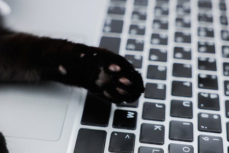 Black cats paw with dark pads lying on black keyboard of silver laptop close-up. High quality photoの写真素材