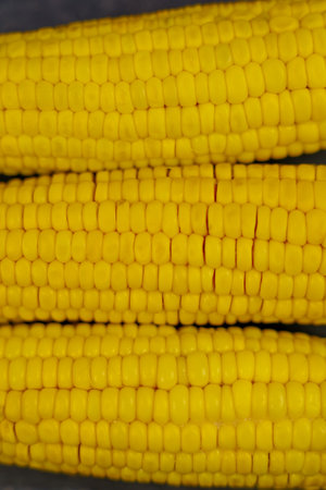 Close-up of yellow peeled ears of corn with large grains lying horizontally on a dark background in...