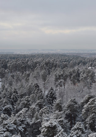 Beautiful winter Russian forest and gray sky.の写真素材
