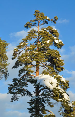 A lone beautiful tall pine tree with snow on the branches of a blue backgroundの写真素材