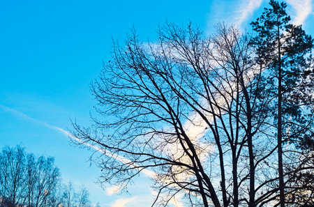 Beautiful view of the silhouettes of thin tree branches against the blue evening sky with white cloudsの写真素材