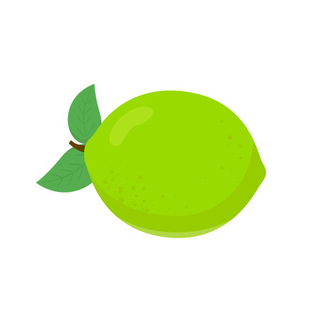 Lime, citrus fruit. Flat vector illustration in cartoon styleのイラスト素材