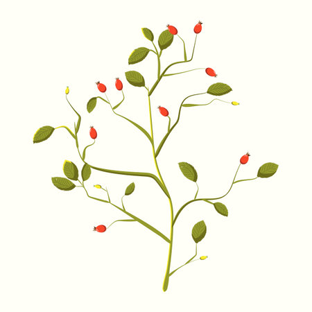 A branch of rose hips.Vector illustration of rosehip plant with red and yellow berries. Wild rose with green leaves and shade. Drawing of the plant for a print or fabric or packagiのイラスト素材