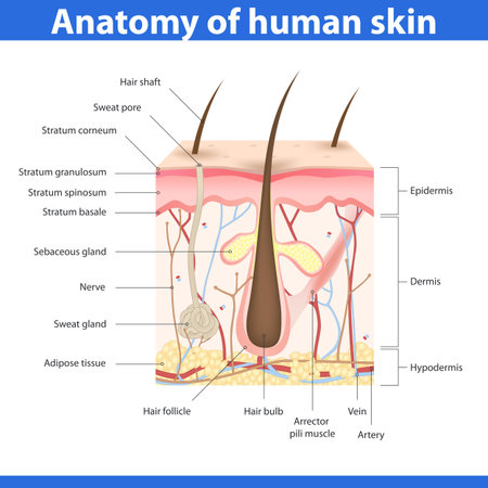 Structure of human skin, detailed description illustrationのイラスト素材