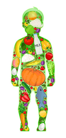 Healthy baby food in the body, vector illustrationのイラスト素材