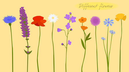 Wild flowers, colorful, different, vector illustrationのイラスト素材
