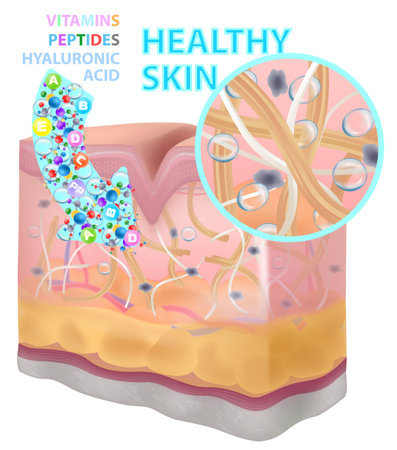 Skin, vitamins, peptides, hyaluronic acid, vector illustration. Before afterのイラスト素材