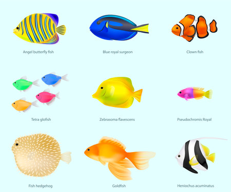 Fish species, volume, set vector illustrationのイラスト素材