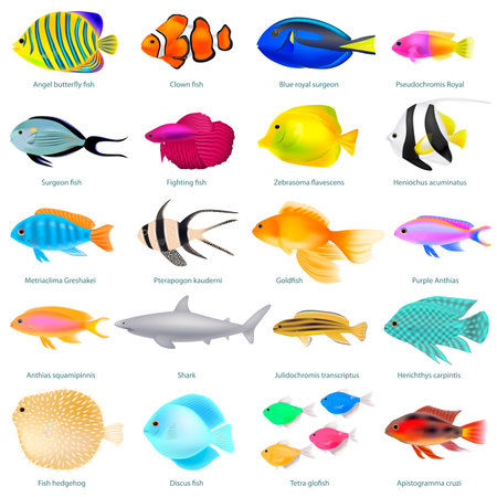 A set of different fish, colorful three-dimensional, with the name, vector illustrationのイラスト素材