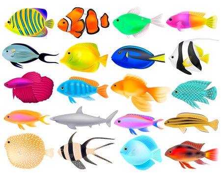 Set of different fish, three-dimensional realistic objects, vector illustrationのイラスト素材