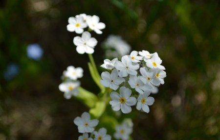 white flowersの写真素材