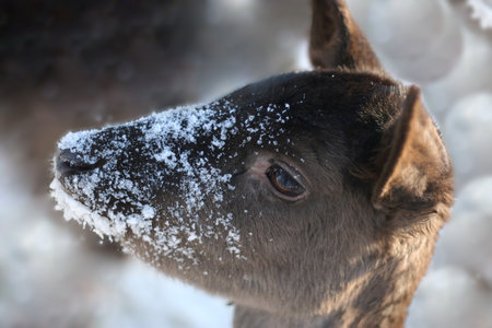 Deer under the snow flakesの写真素材