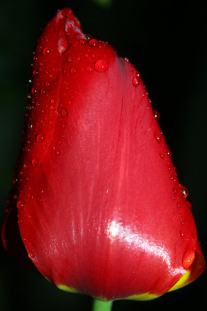 Red tulip after a spring rain.の写真素材