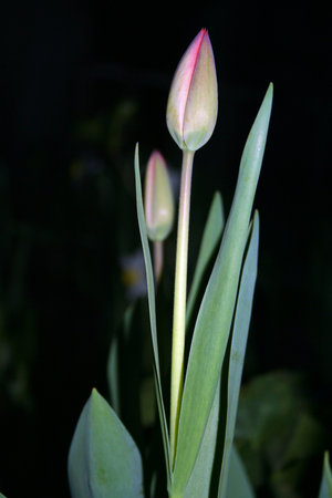 Tulip budsの写真素材