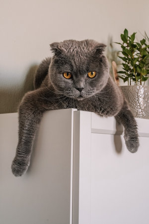 Gray cat breed Scottish fold surrounded by green plants, sansevieria, beautiful interiorの写真素材