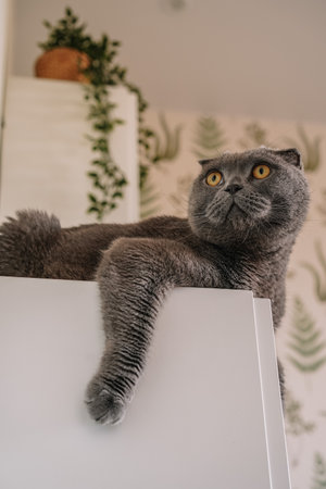 Gray cat breed Scottish fold surrounded by green plants, sansevieria, beautiful interiorの写真素材