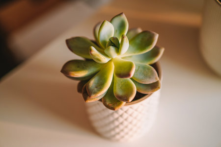 Succulent in a ceramic pot in a white interiorの写真素材