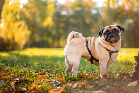 Autumn dog pug in a warm sweater stands in colorful leaves in the forest. Looks at the sun's rays. Romantic, happy pet of Golden autumn, mood. Copy spaceの写真素材