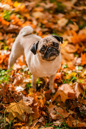 A pug dog walks in the autumn park along the yellow leaves against the background of trees and autumn forest.の写真素材