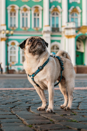 unny dog pug in a harness walks through the city streets, tourist attractions in Saint Petersburgの写真素材