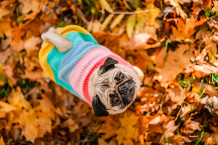 Autumn dog pug in a warm sweater stands in colorful leaves in the forest. Looks at the sun's rays. Romantic, happy pet of Golden autumn, mood. Copy spaceの写真素材