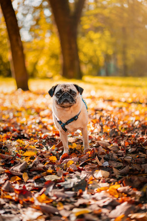 A pug dog walks in the autumn park along the yellow leaves against the background of trees and autumn forest.の写真素材