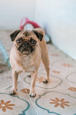 Dog pug is a ceramic tile house in the interior in light colorsの写真素材