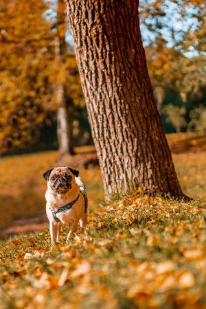 A pug dog walks in the autumn park along the yellow leaves against the background of trees and autumn forest.の写真素材